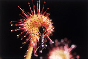 Plante carnivore, Rossolis à tête ronde.