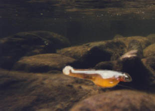 alevin fario